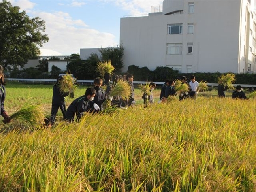 中学1年生 総合学習　稲刈りを実施